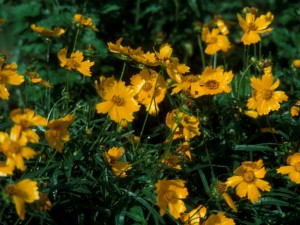 Shrubs for Bees - Dyck Arboretum