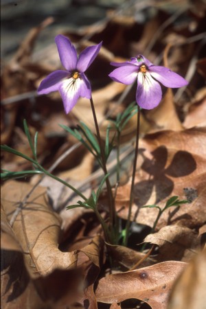Native Plants - Dyck Arboretum