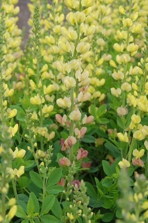 Shrubs for Bees - Dyck Arboretum