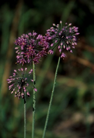 Allium 'Pincushion' PPAF